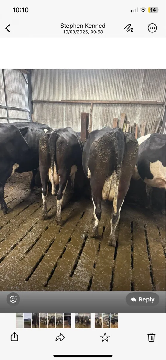 Empty milking cows - Image 3