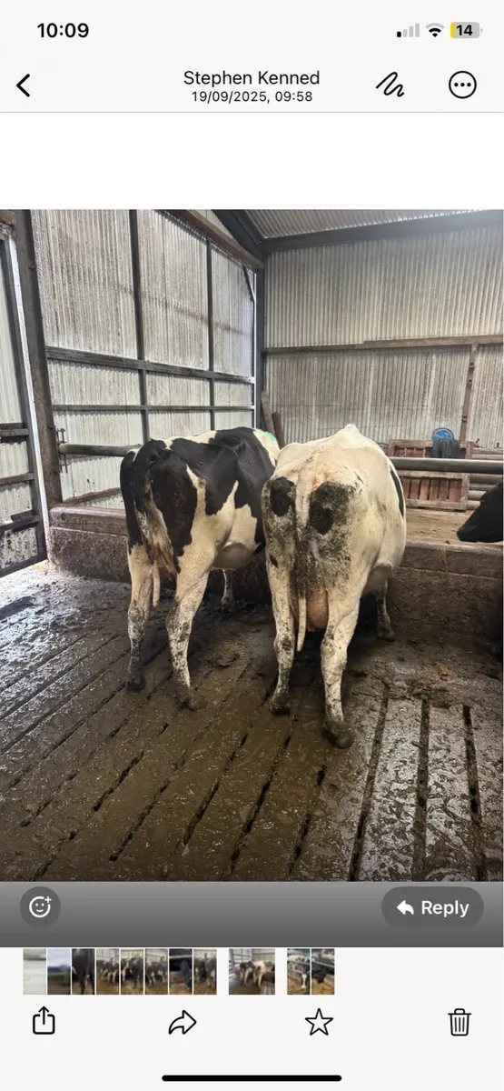 Empty milking cows - Image 4