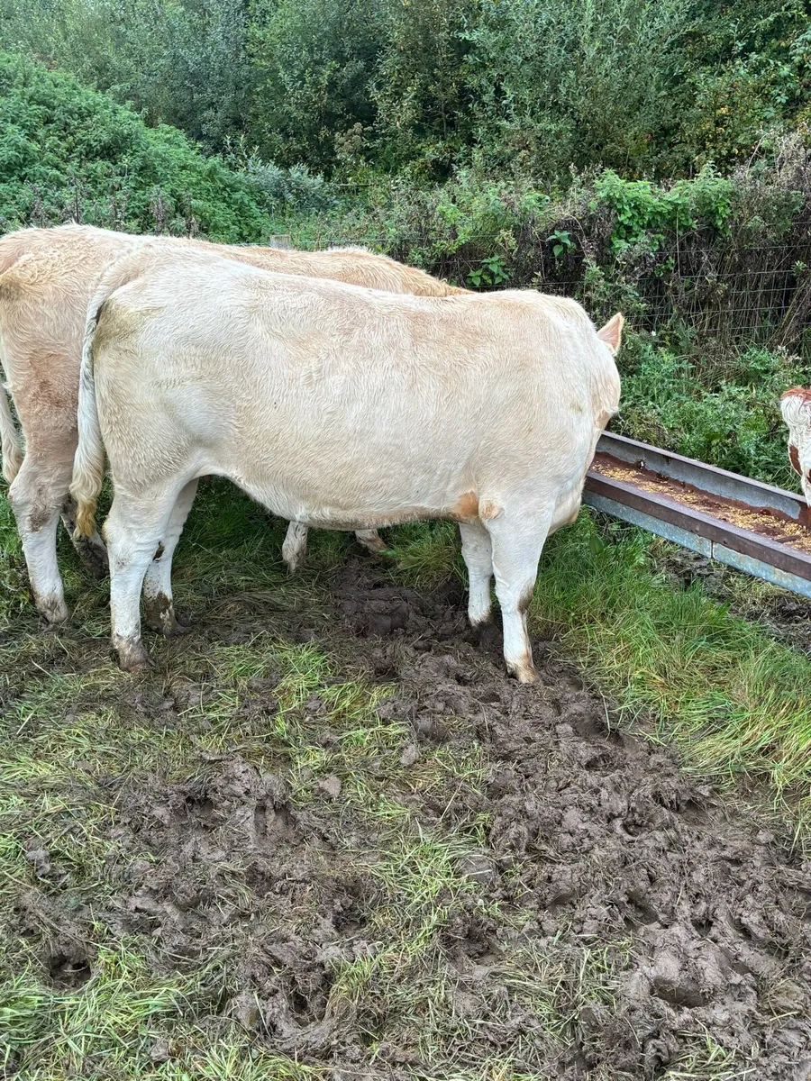 In calf Heiffers - Image 1