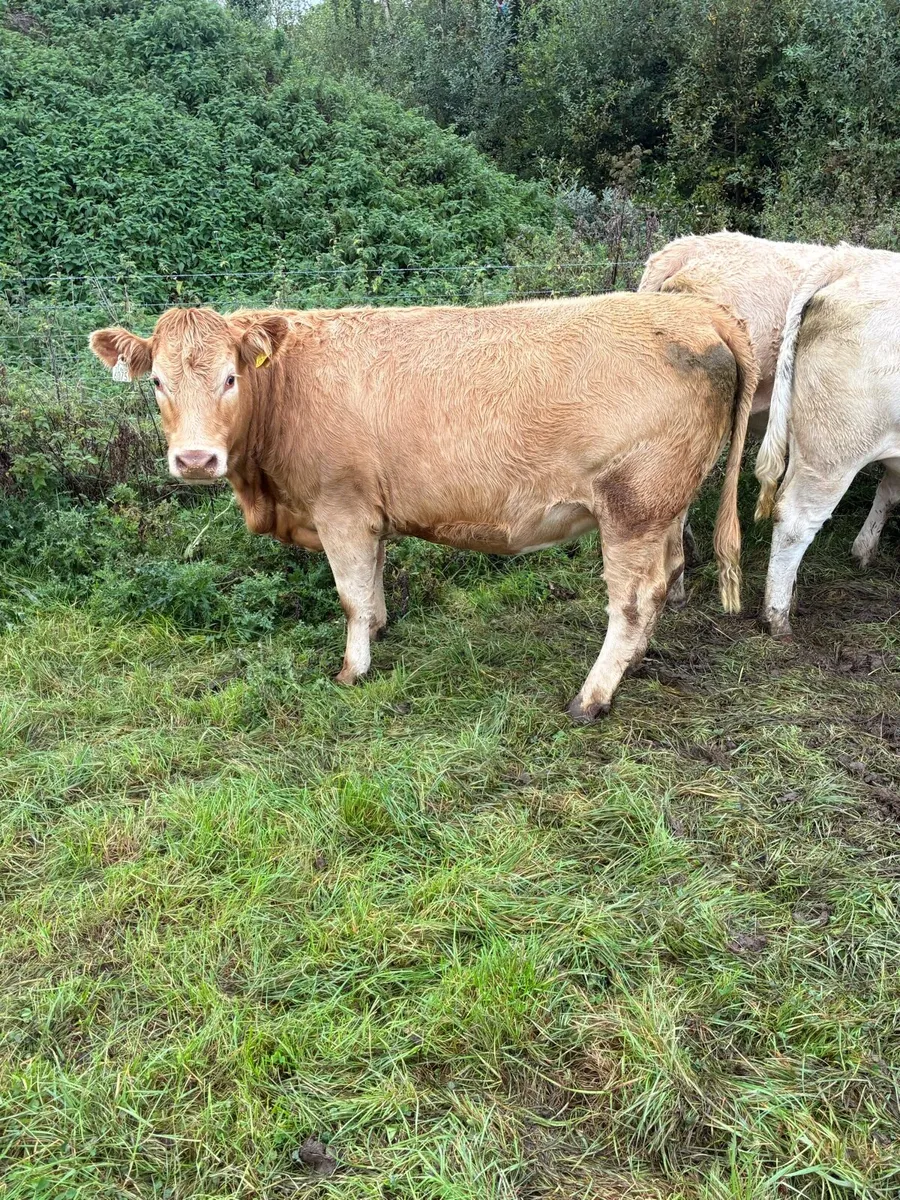 In calf Heiffers - Image 2