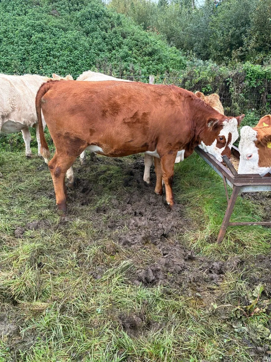 In calf Heiffers - Image 3
