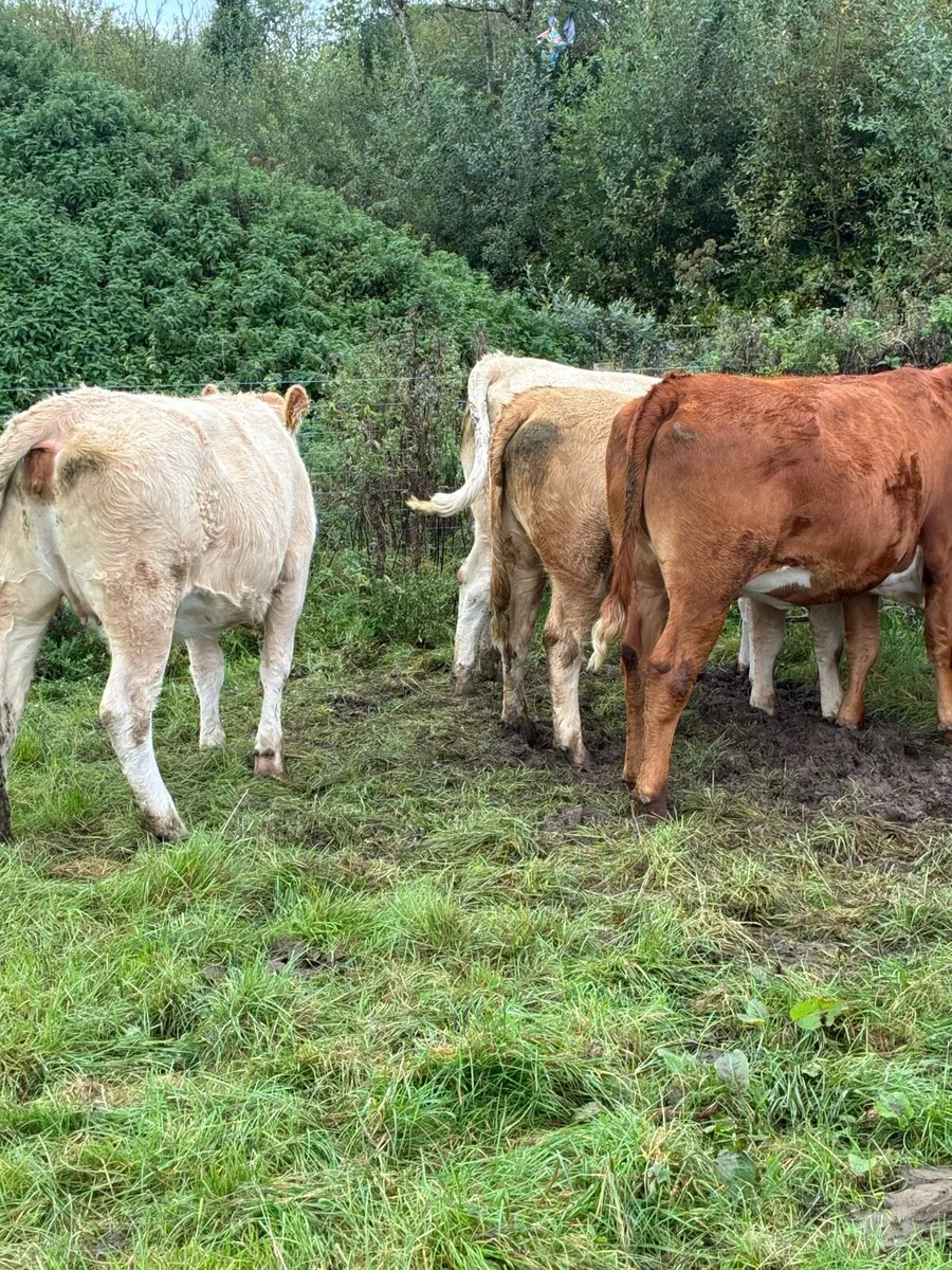 In calf Heiffers - Image 4