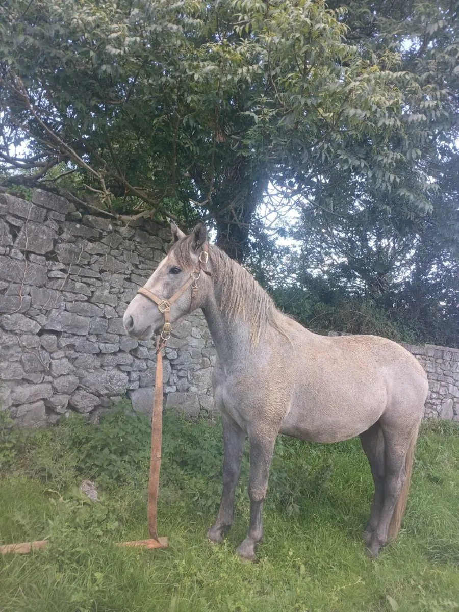 2.5 year old colt - Image 1