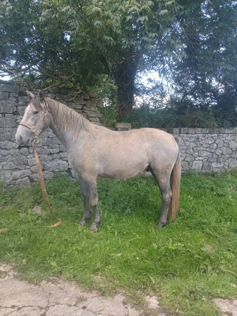 2.5 year old colt - Image 2