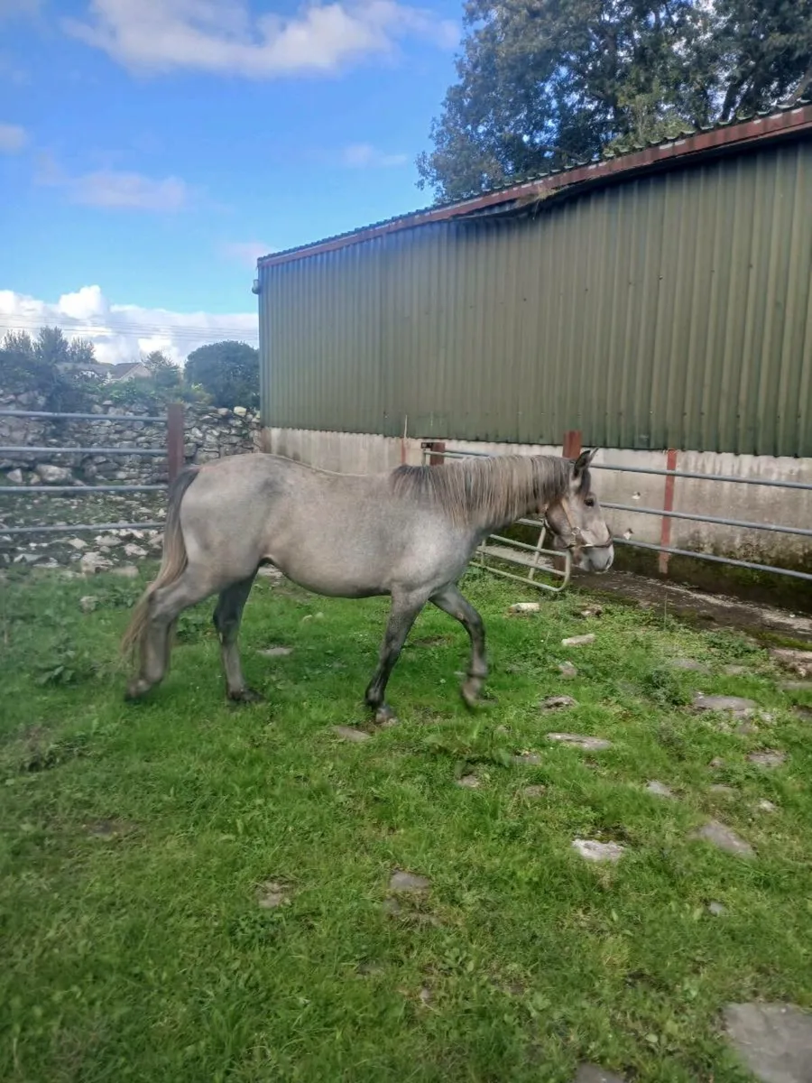 2.5 year old colt - Image 3