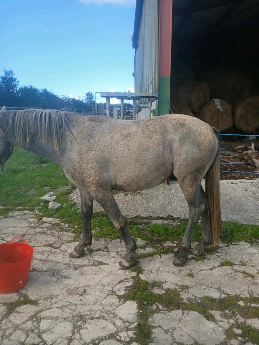 2.5 year old colt - Image 4
