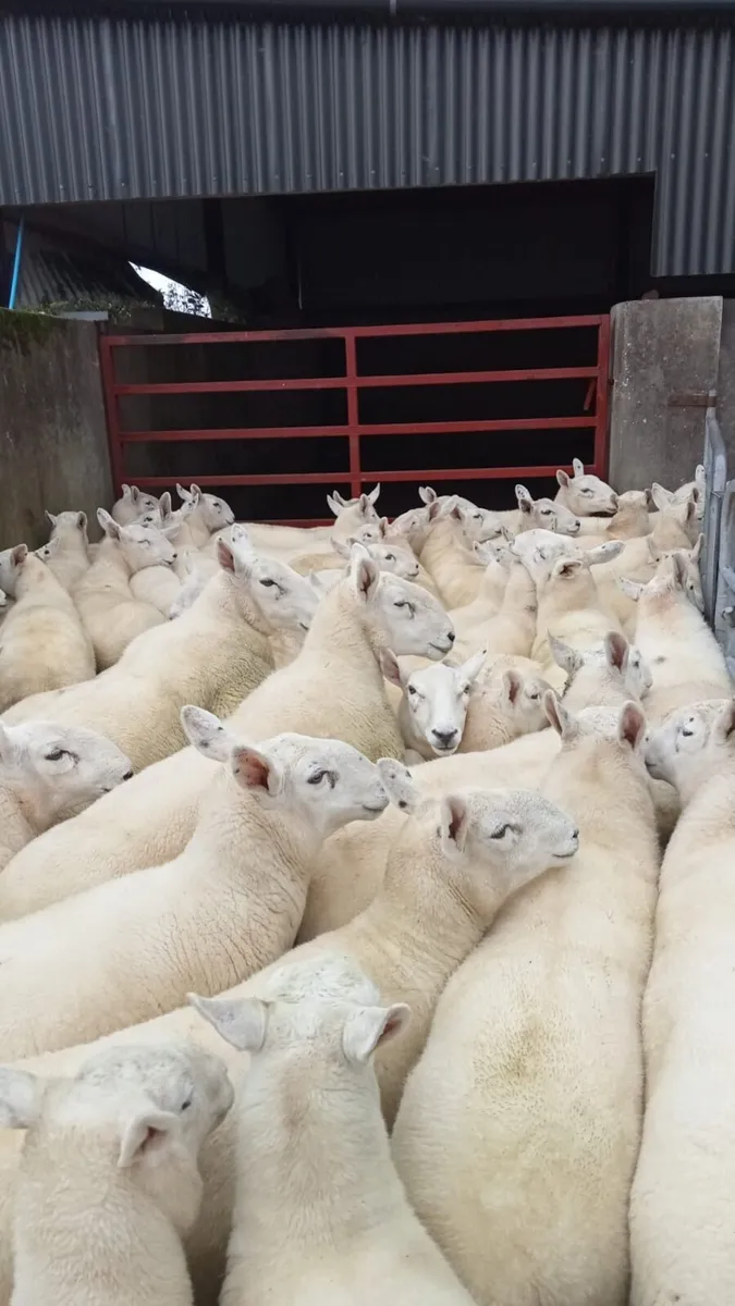 Cheviot & Swaledale Hoggets Plumbridge Mart23/9/25 - Image 1