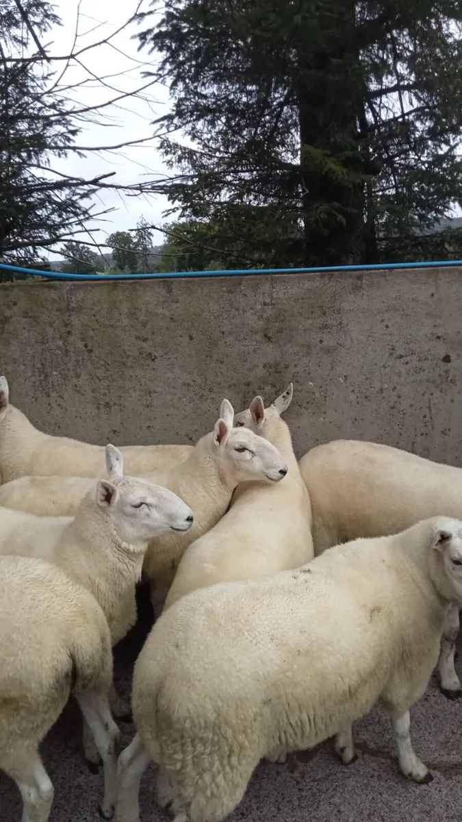Cheviot & Swaledale Hoggets Plumbridge Mart23/9/25 - Image 3