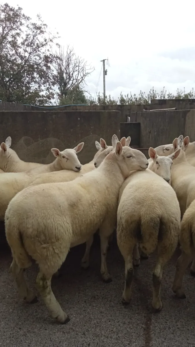 Cheviot & Swaledale Hoggets Plumbridge Mart23/9/25 - Image 4