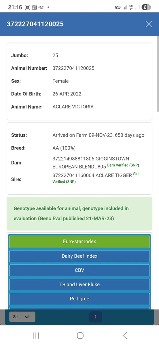 A purebred starter pack, cow. Calf and in calf - Image 3