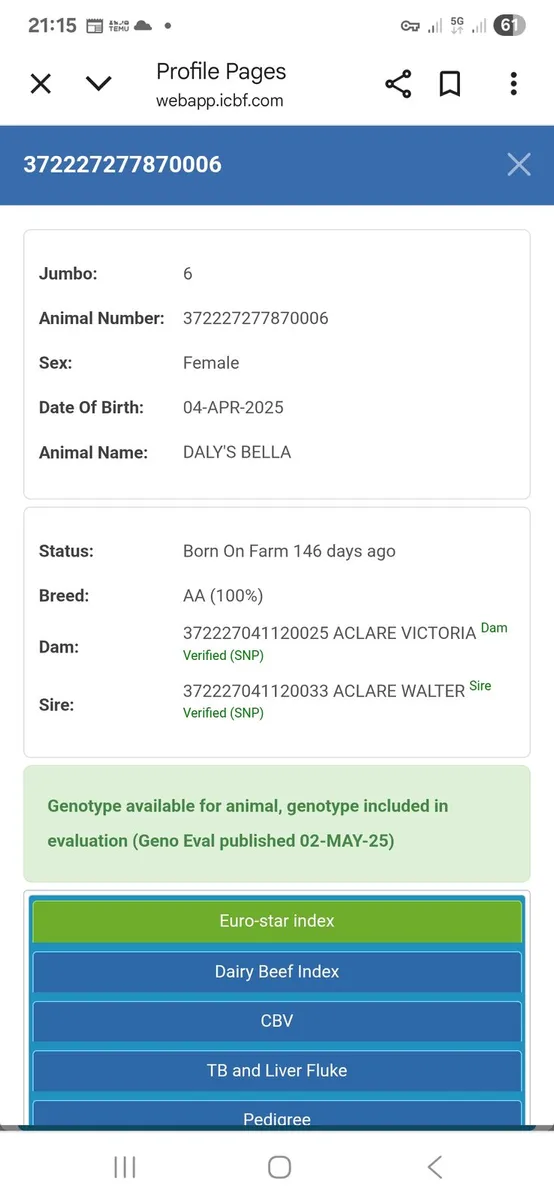 A purebred starter pack, cow. Calf and in calf - Image 4