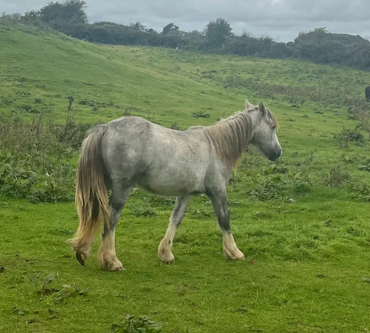 Filly 18months - Image 2