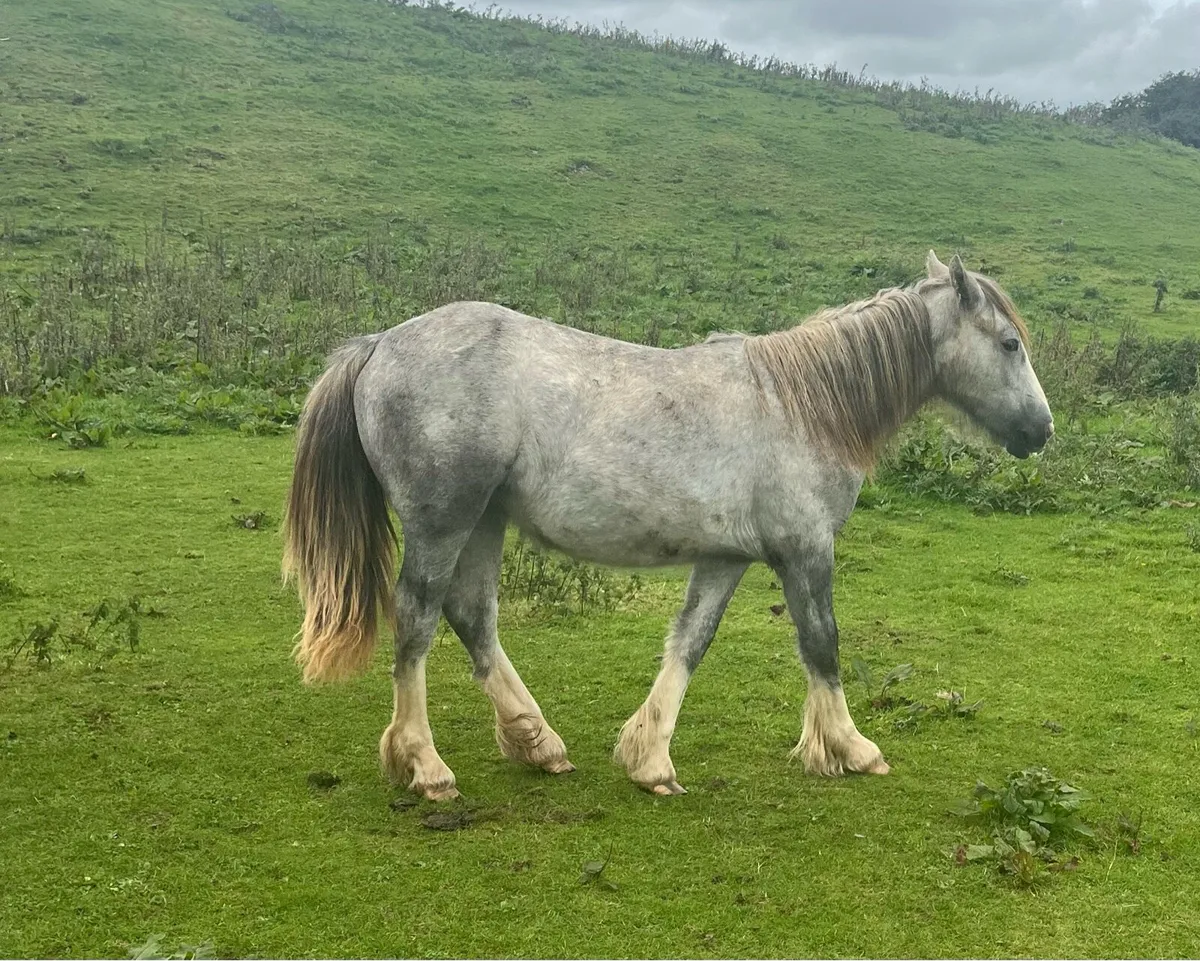 Filly 18months - Image 3