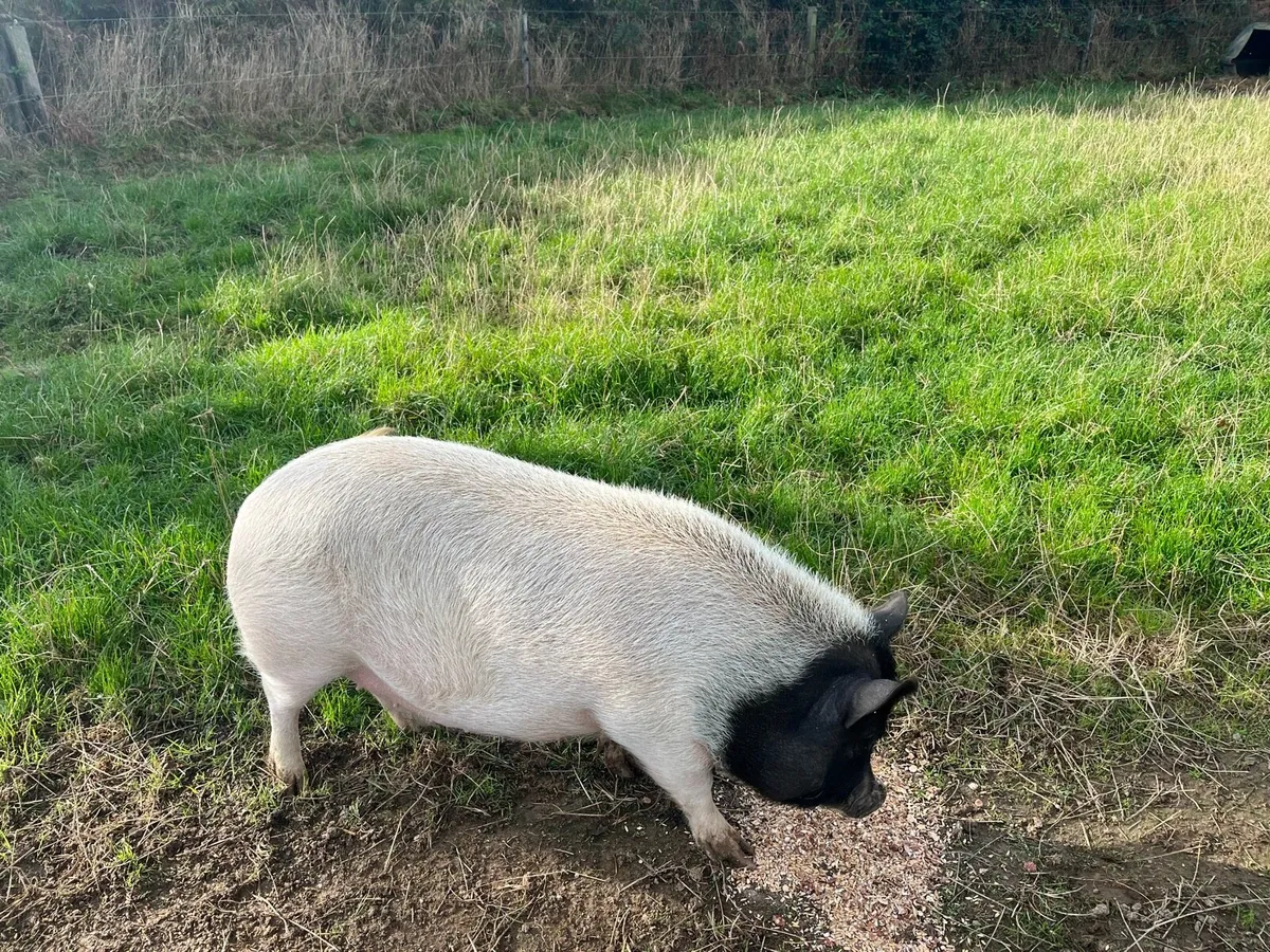 One Year old sow. - Image 1