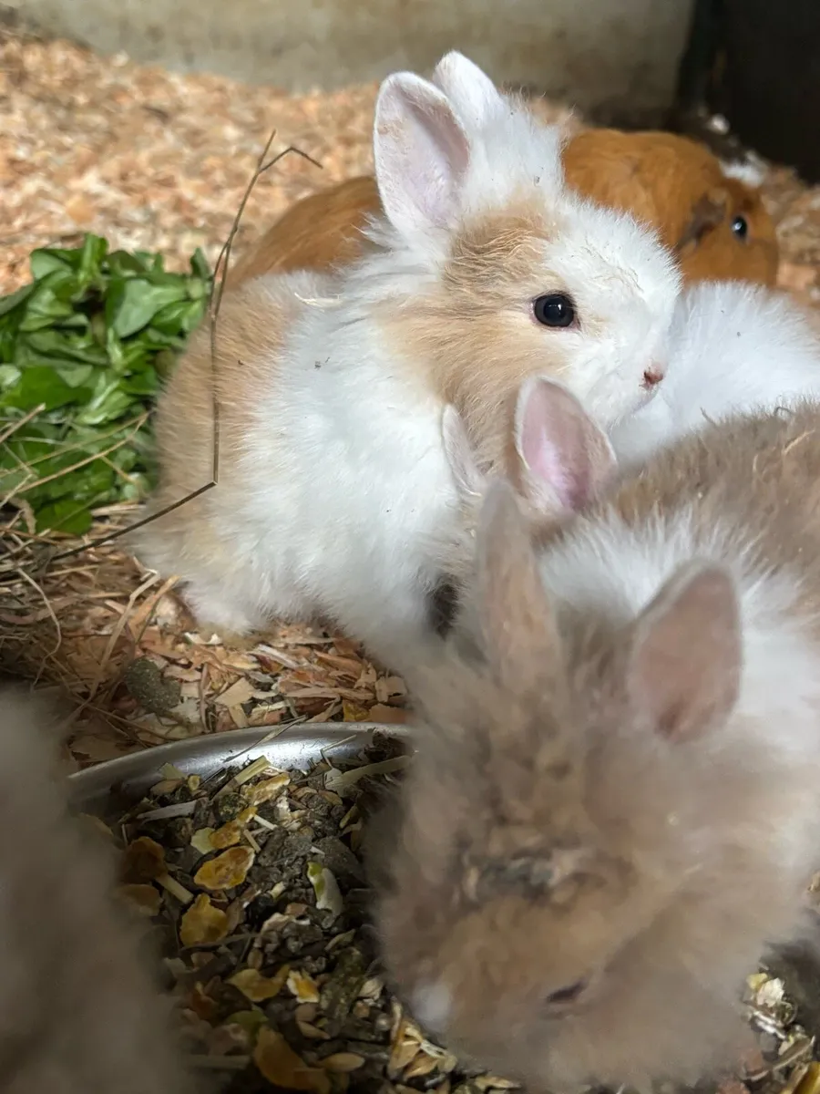 Dwarf angora bunnies - Image 1