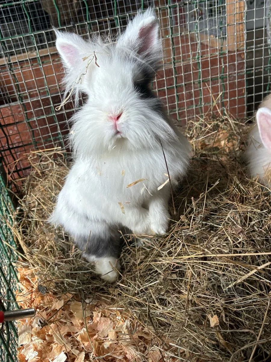 Dwarf angora bunnies - Image 2