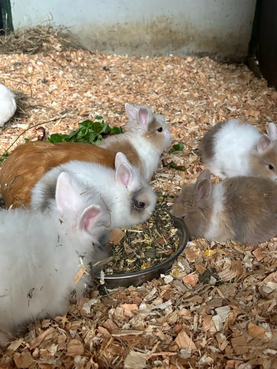 Dwarf angora bunnies - Image 3