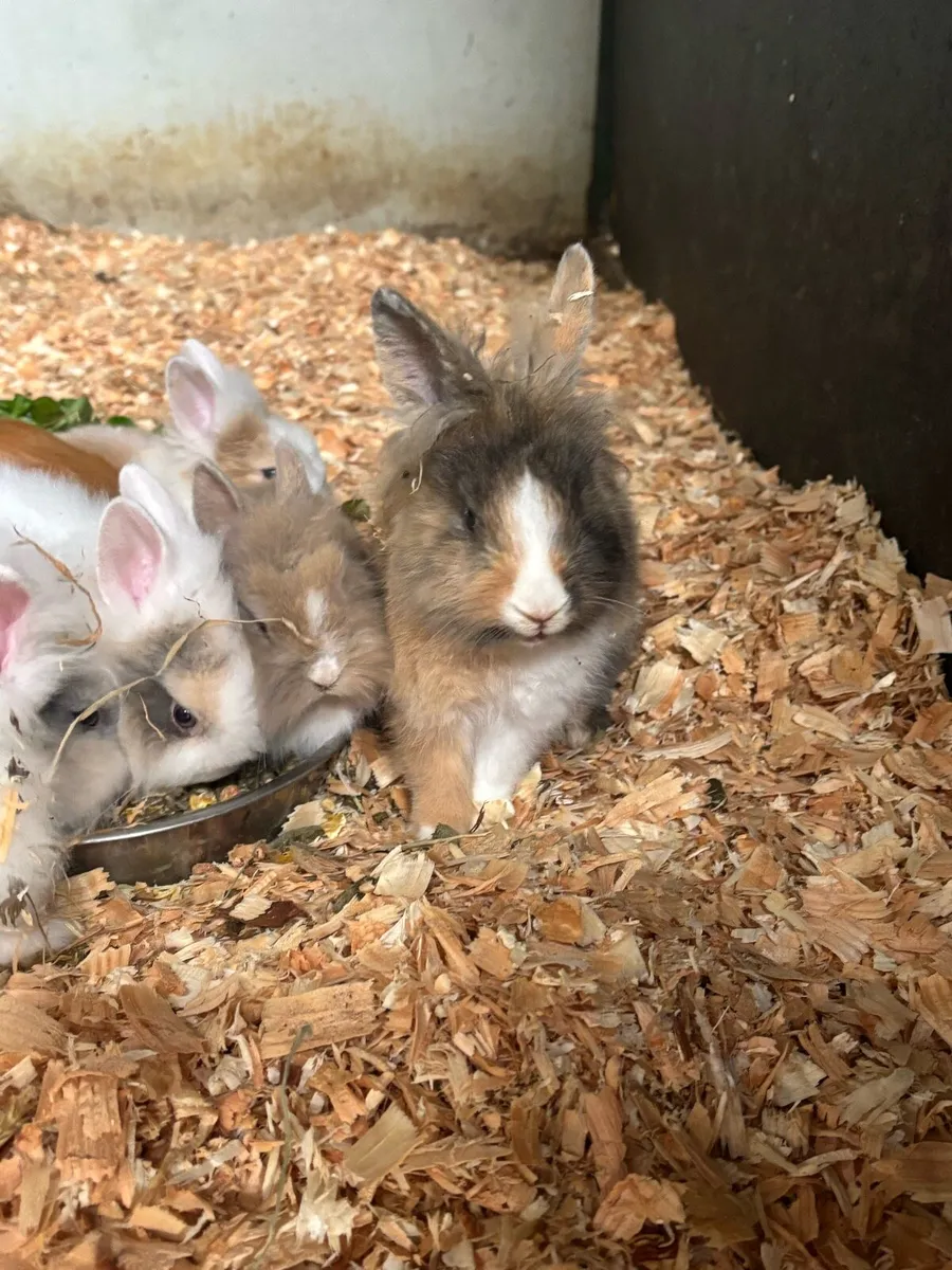 Dwarf angora bunnies - Image 4