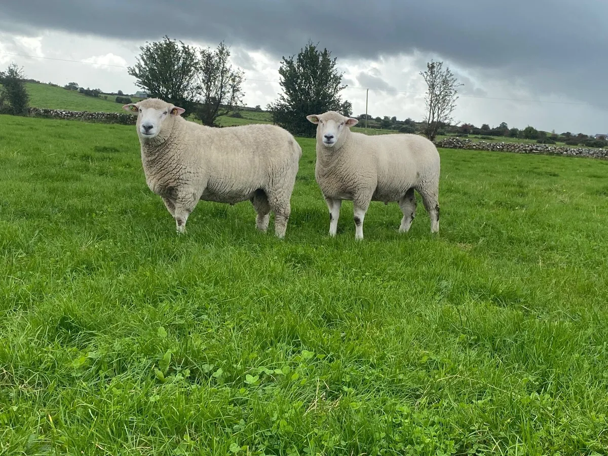 *** Galway Hogget Rams ***