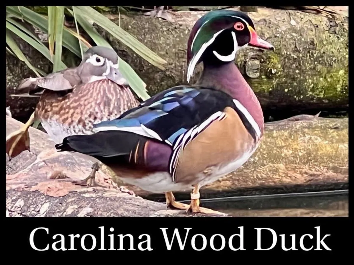 Ornamental waterfowl - Image 2