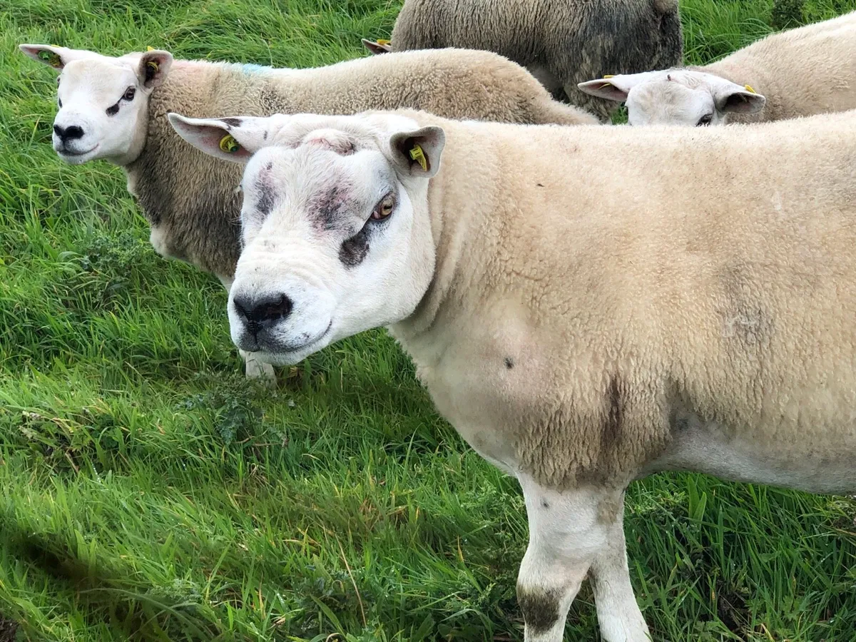 Texel shearling ram  sis approved ⭐️ - Image 2