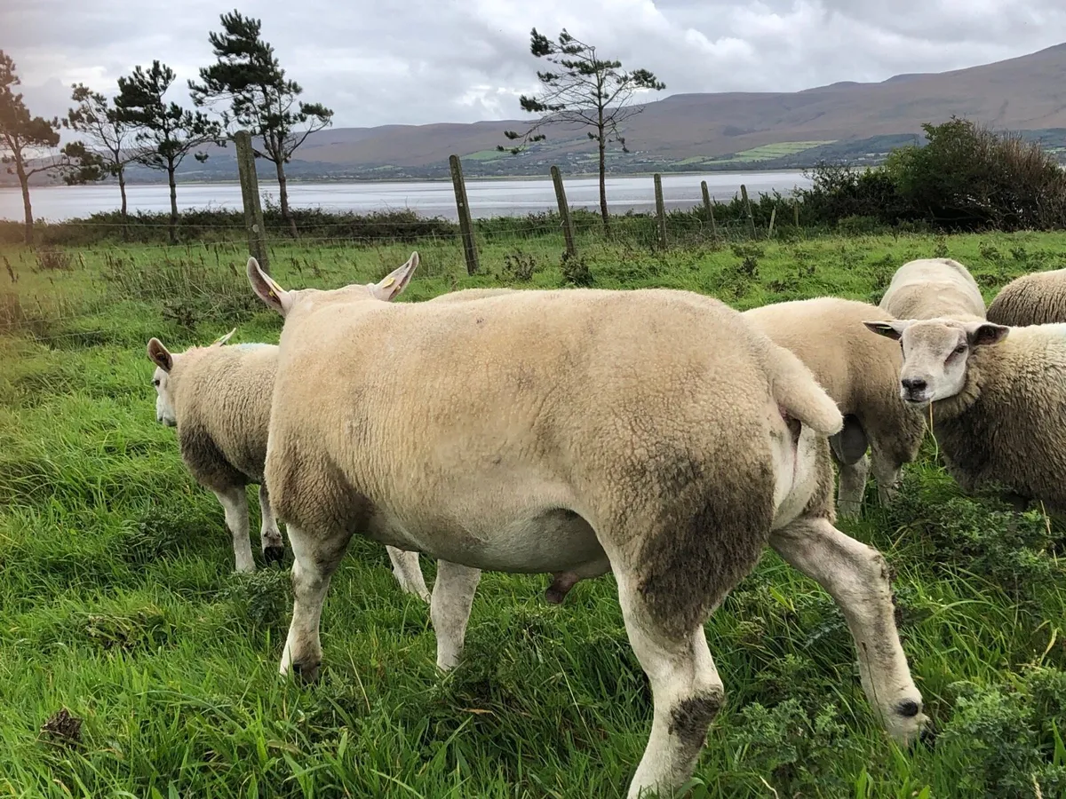 Texel shearling ram  sis approved ⭐️ - Image 3