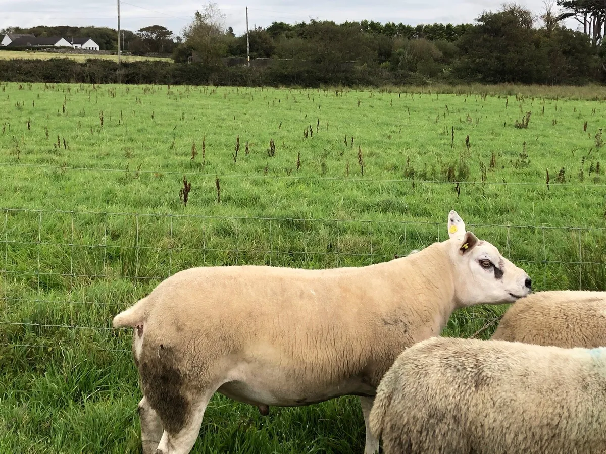 Texel shearling ram  sis approved ⭐️ - Image 4
