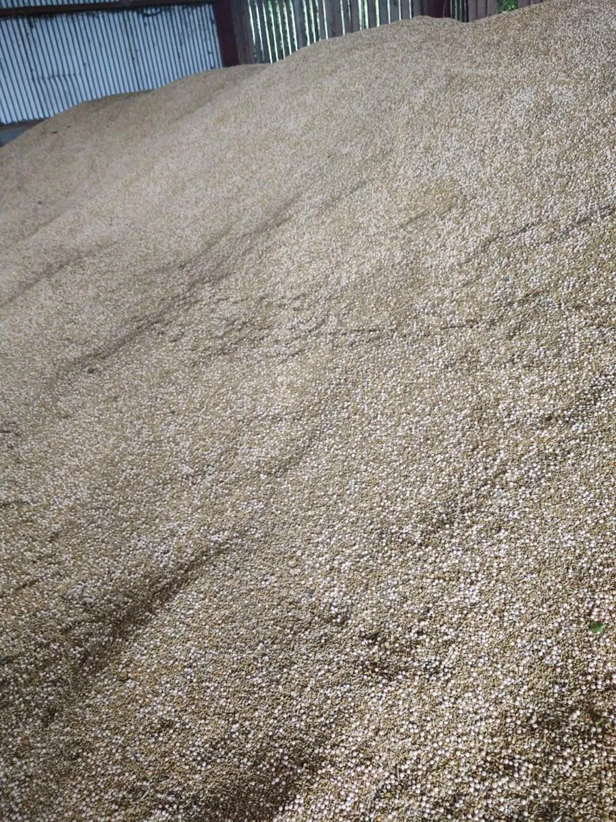 Organic Barley-Pea - Image 1