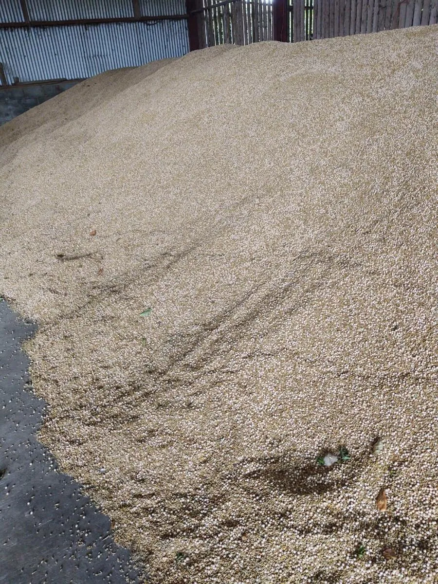 Organic Barley-Pea - Image 2