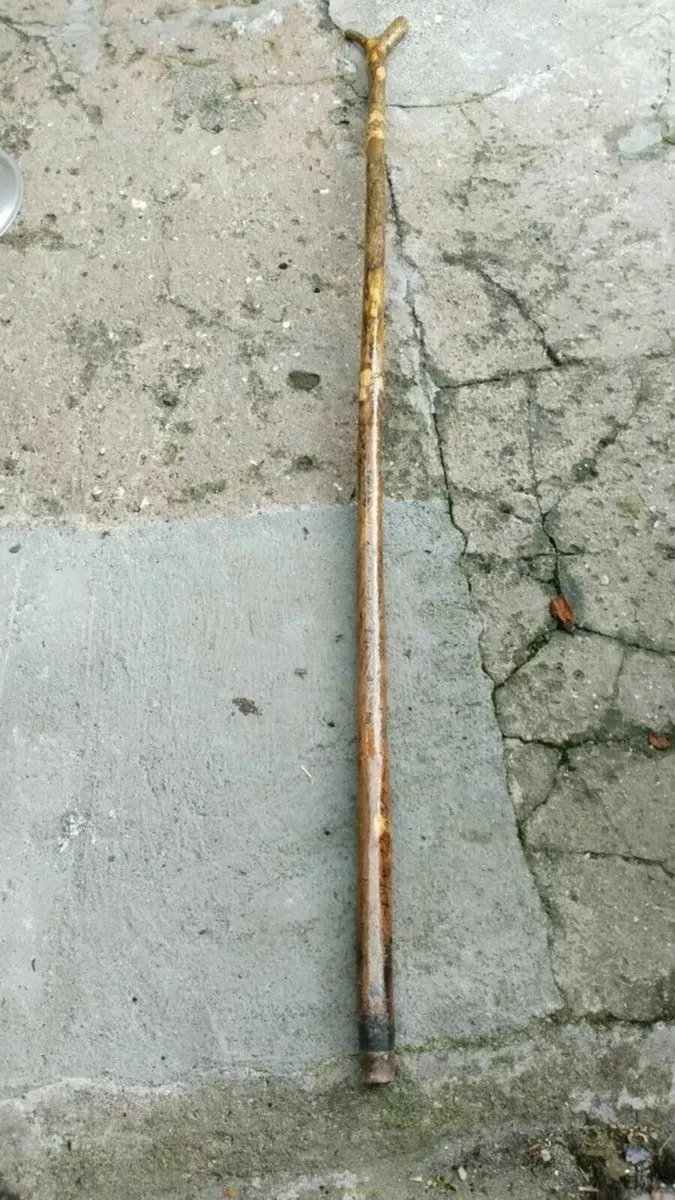 A  HOLLY  Rambling Staff - Image 1