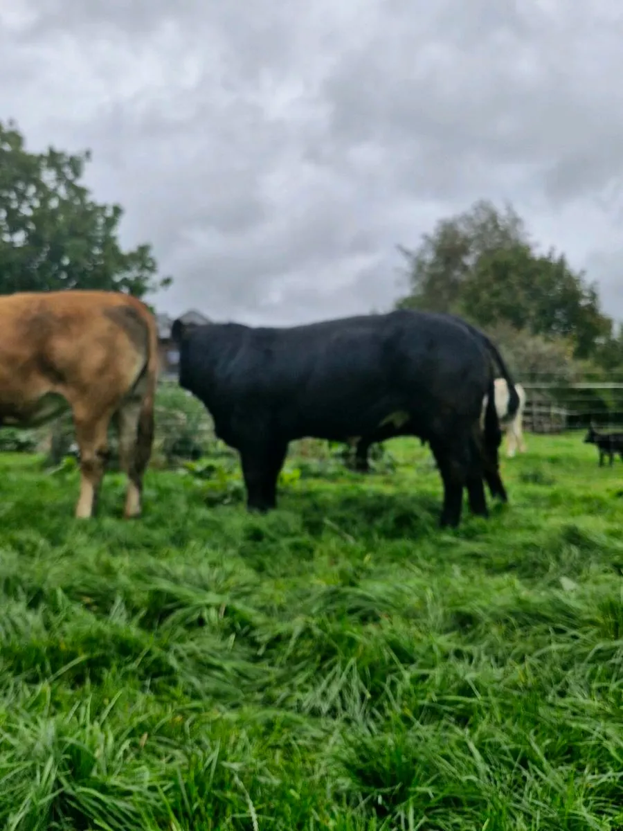 Weanlings - Image 2