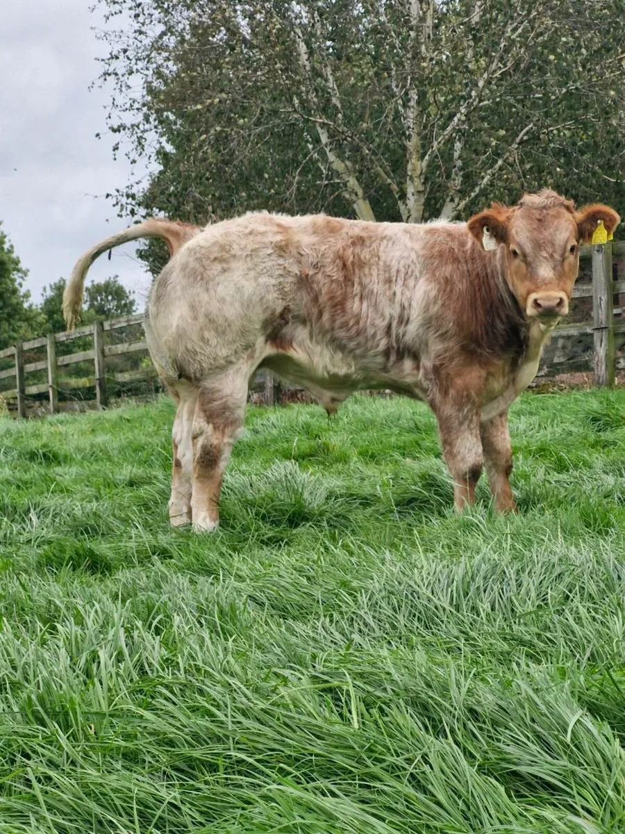 Weanlings - Image 3