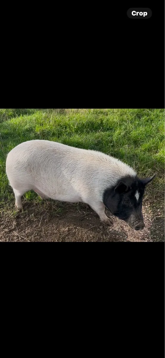 One Year old sow. - Image 2