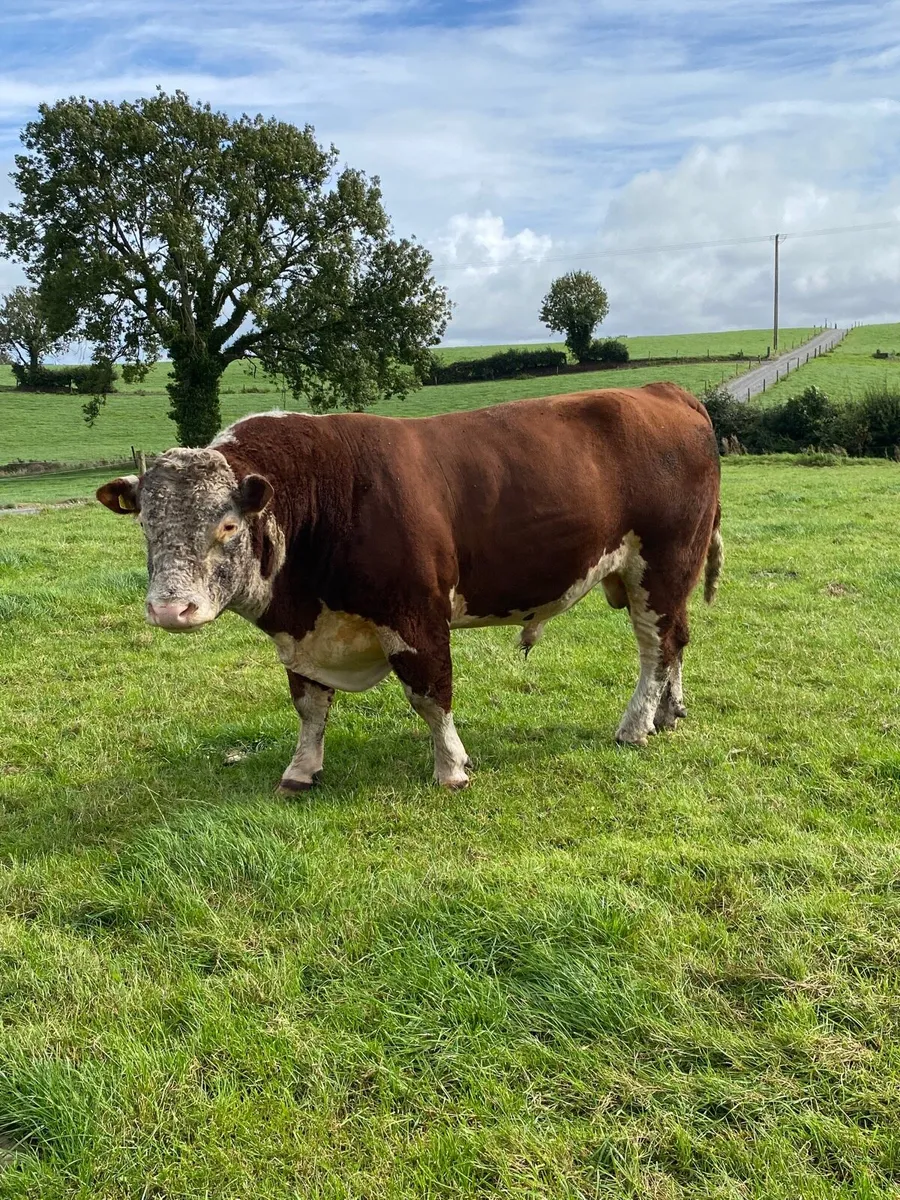 Hereford Stock Bulls - Image 2