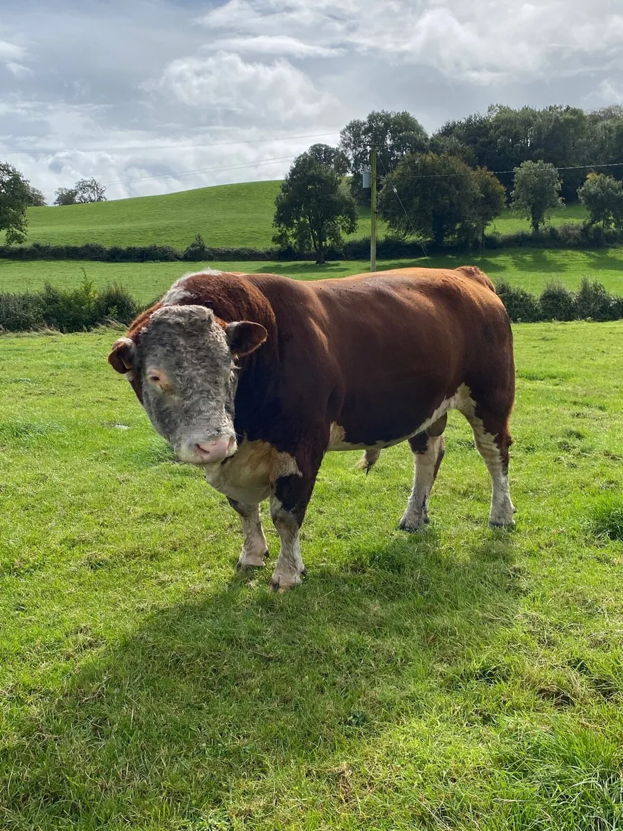 Hereford Stock Bulls - Image 3