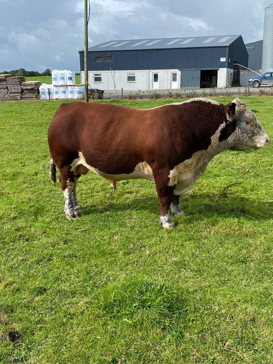Hereford Stock Bulls - Image 4