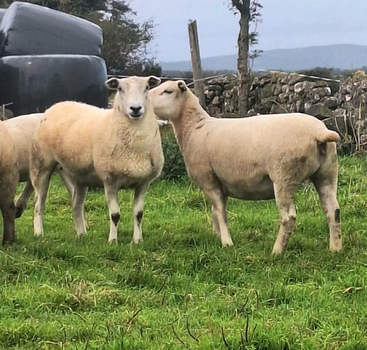 10 Lovely Belclare Ewe Hoggets - Image 1