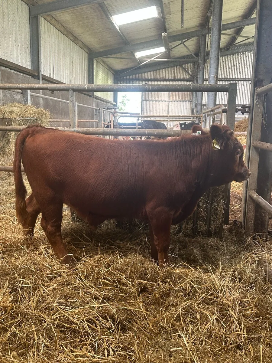 Short legged Charolais x Dexter bull - Image 2