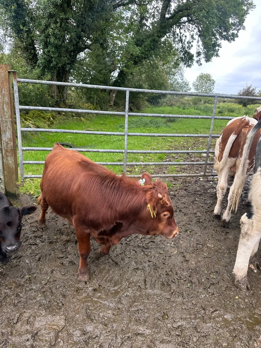 Short legged Charolais x Dexter bull - Image 3