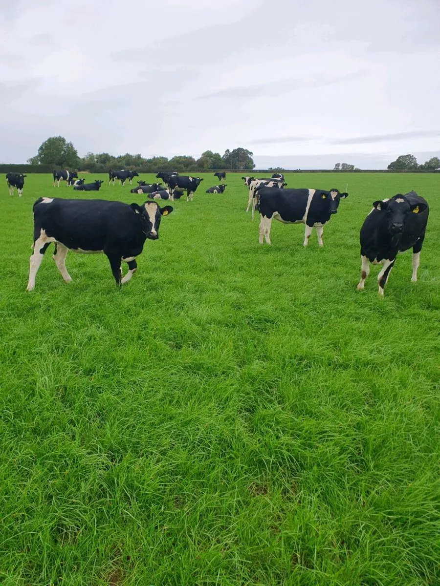 25 Incalf fr heifers - Image 1