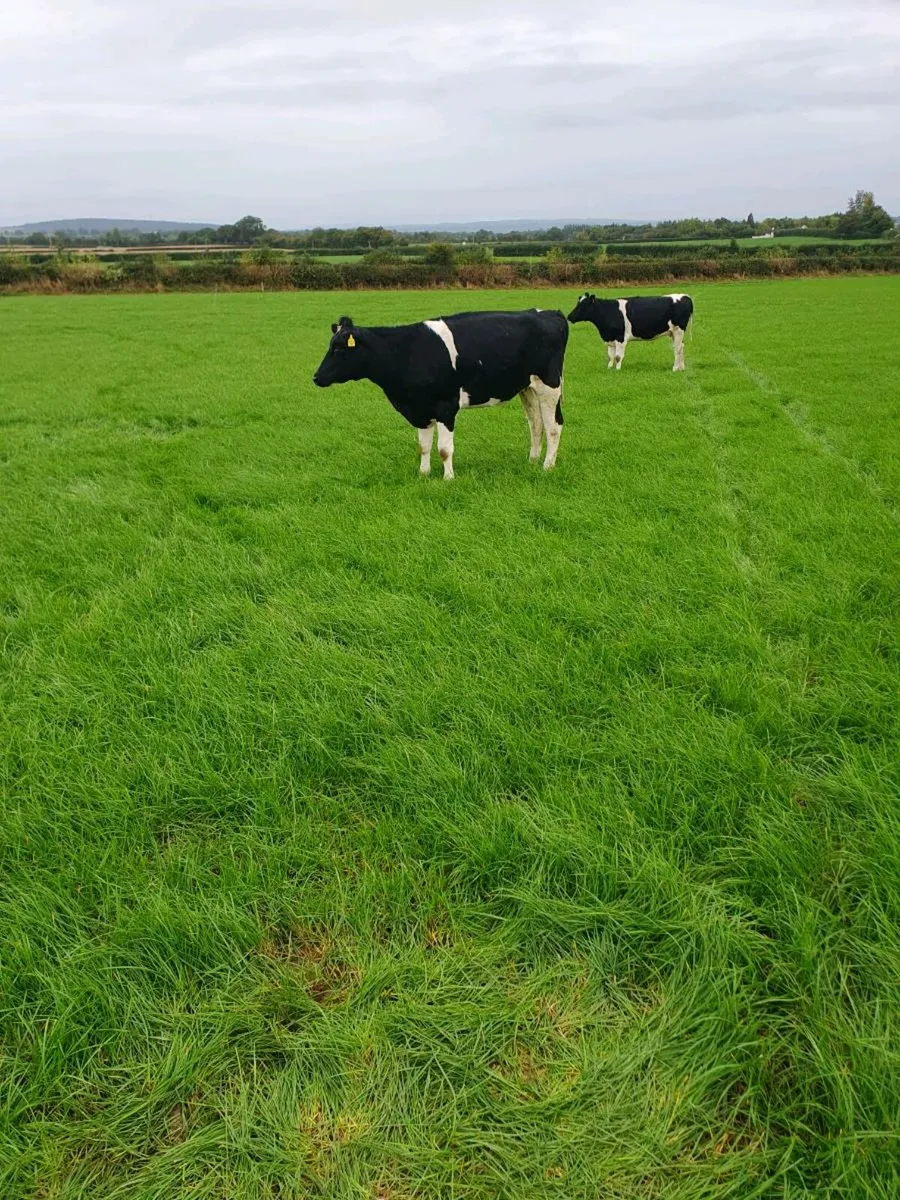 25 Incalf fr heifers - Image 2