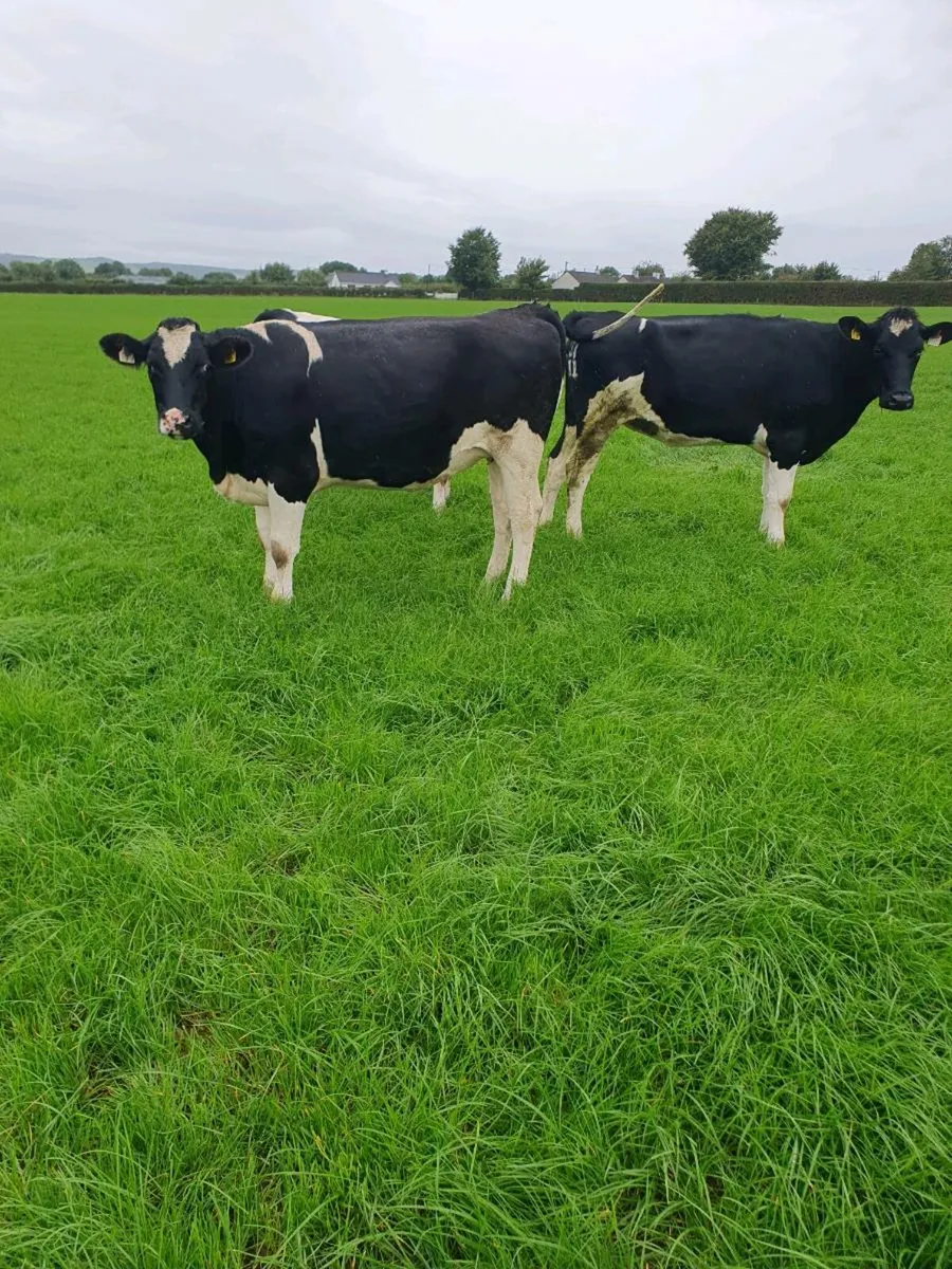 25 Incalf fr heifers - Image 3