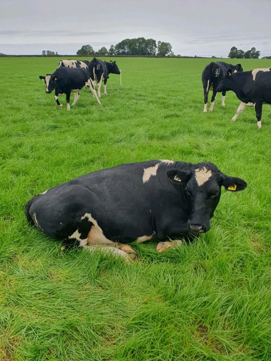 25 Incalf fr heifers - Image 4