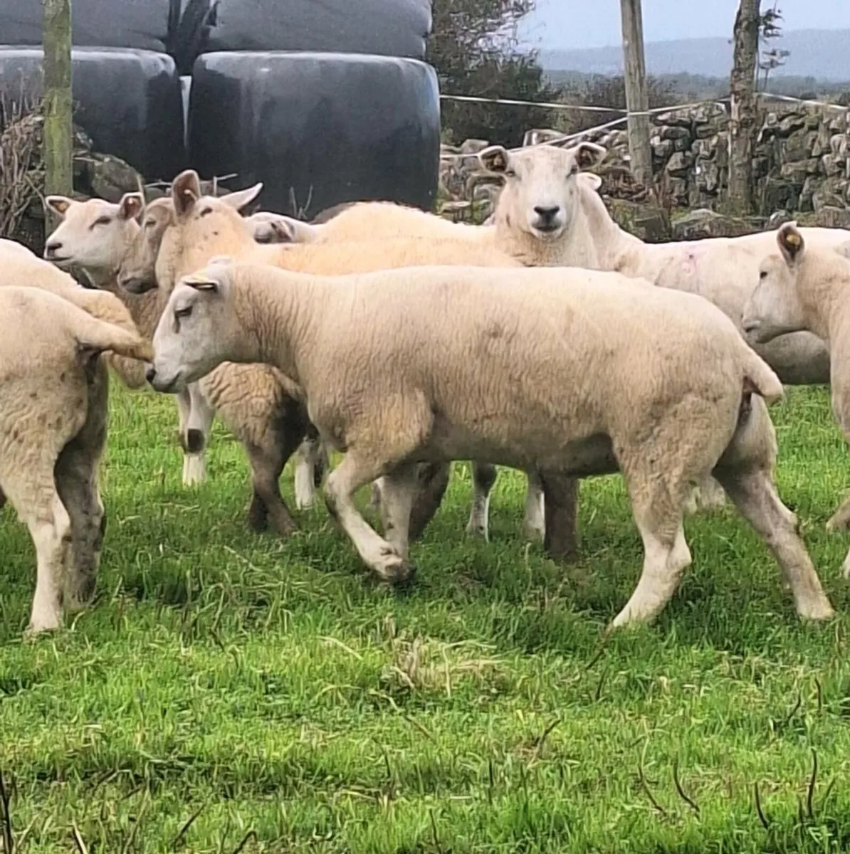 10 Lovely Belclare Ewe Hoggets - Image 2