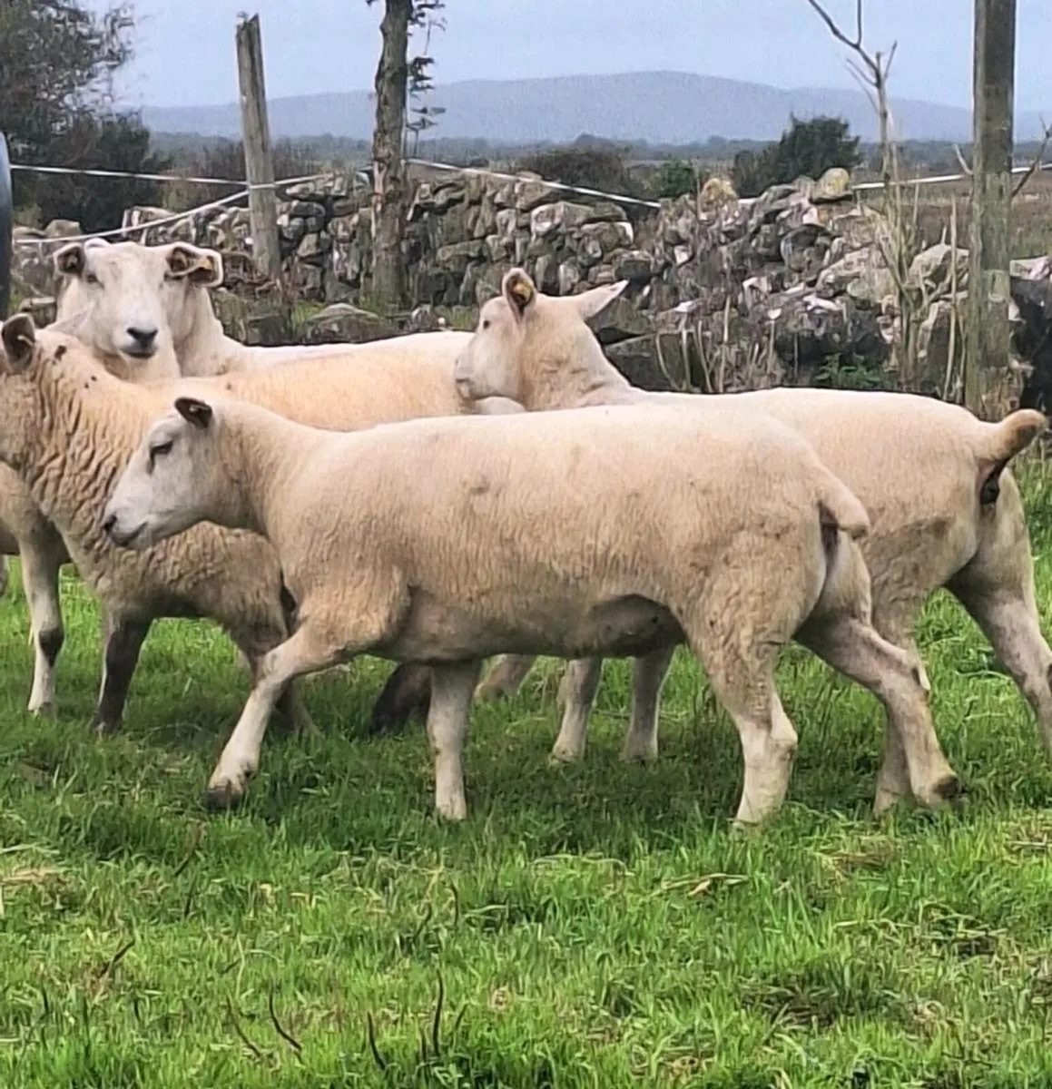 10 Lovely Belclare Ewe Hoggets - Image 3