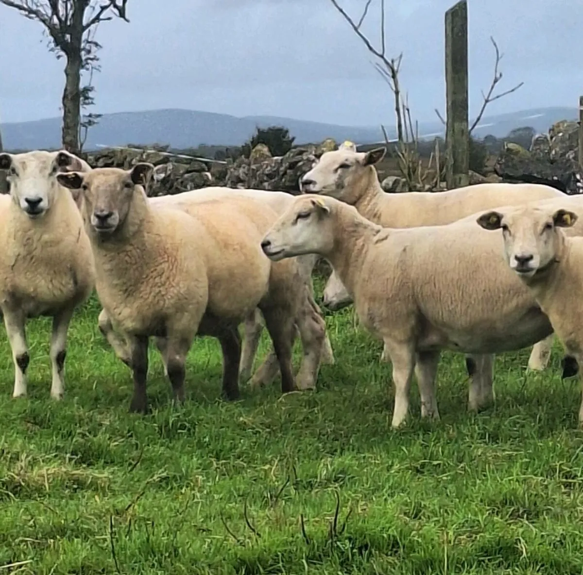 10 Lovely Belclare Ewe Hoggets - Image 4