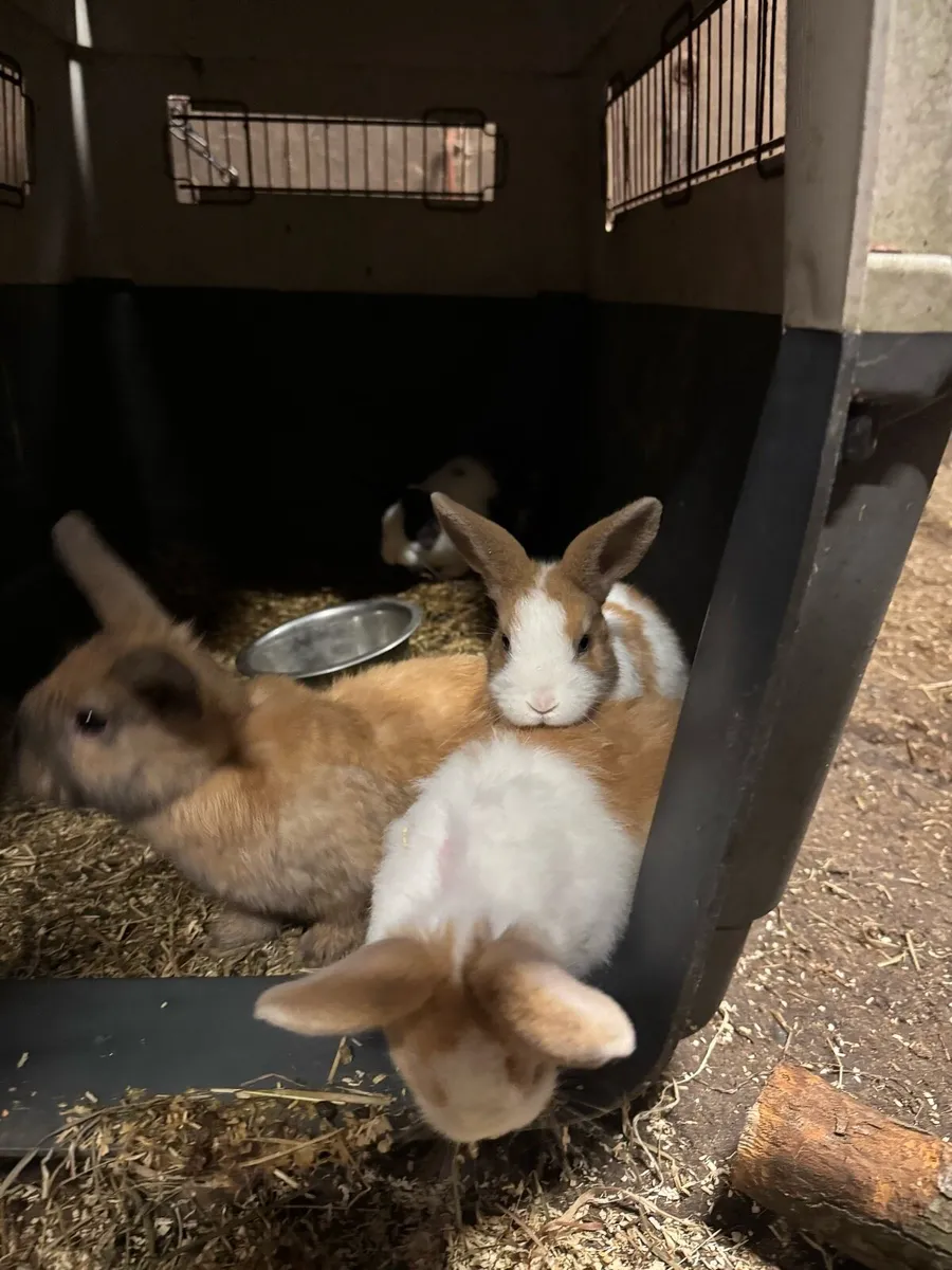 Rabbits - Image 2