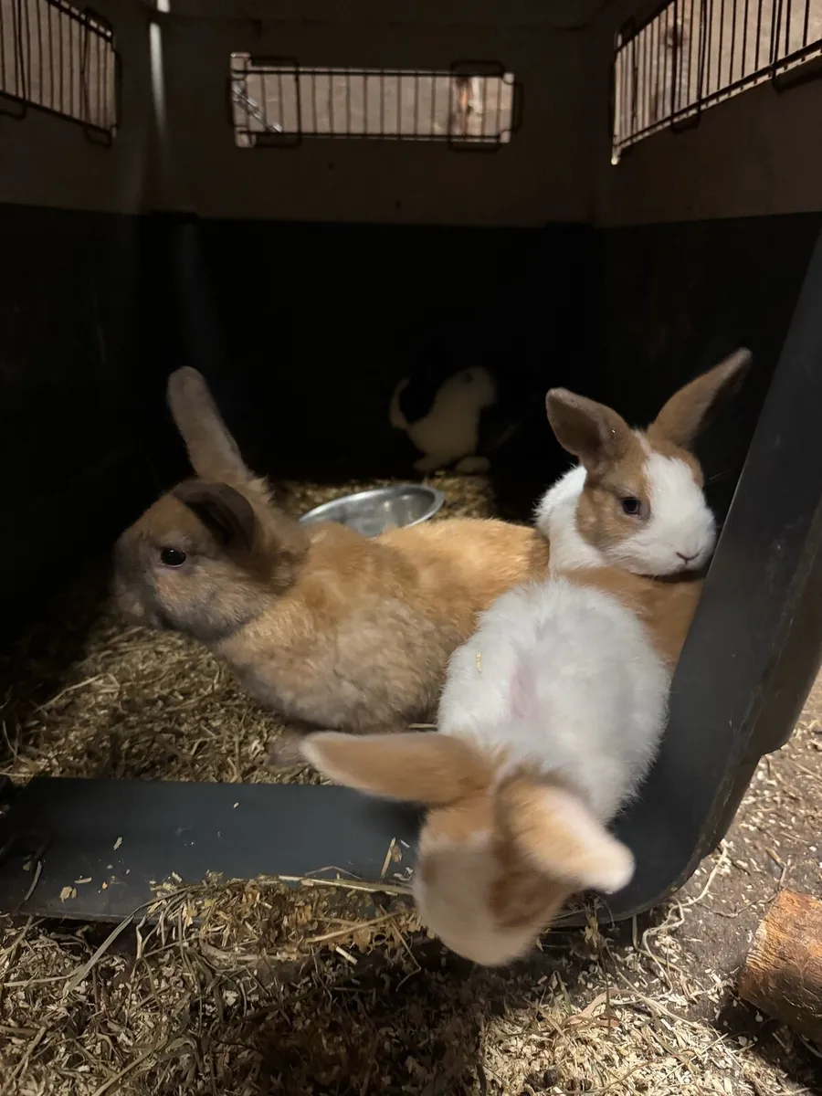 Rabbits - Image 3