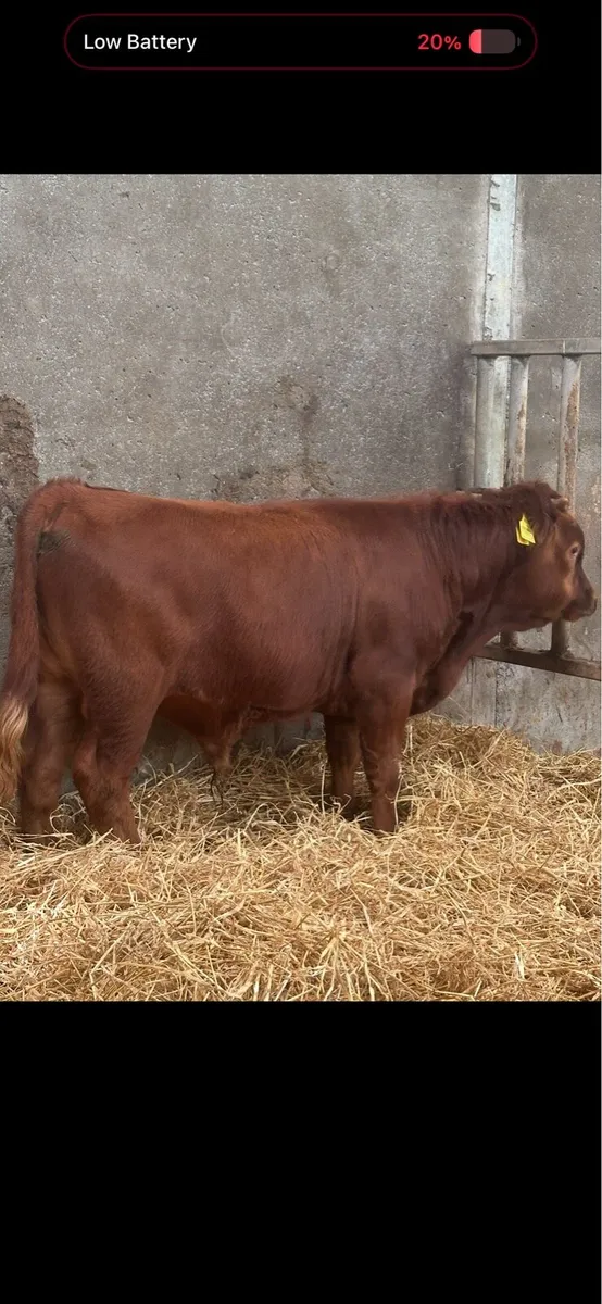 Short legged Charolais x Dexter bull - Image 1
