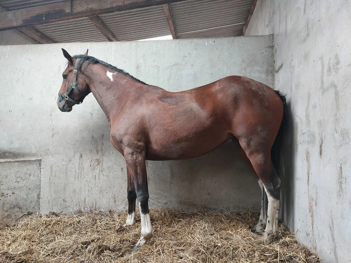 Horse - Image 1